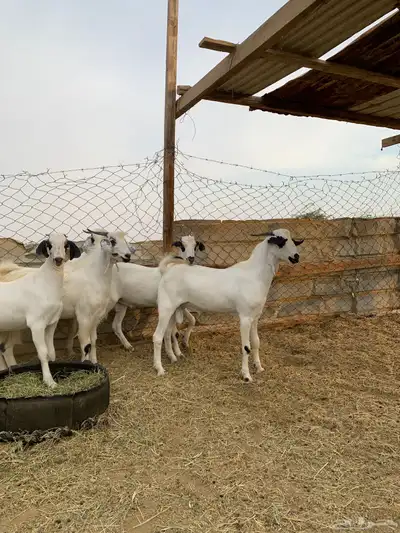 تيوس بيشيات index