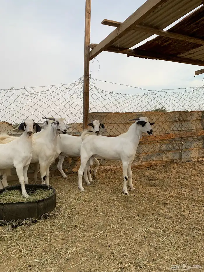 تيوس بيشيات 4