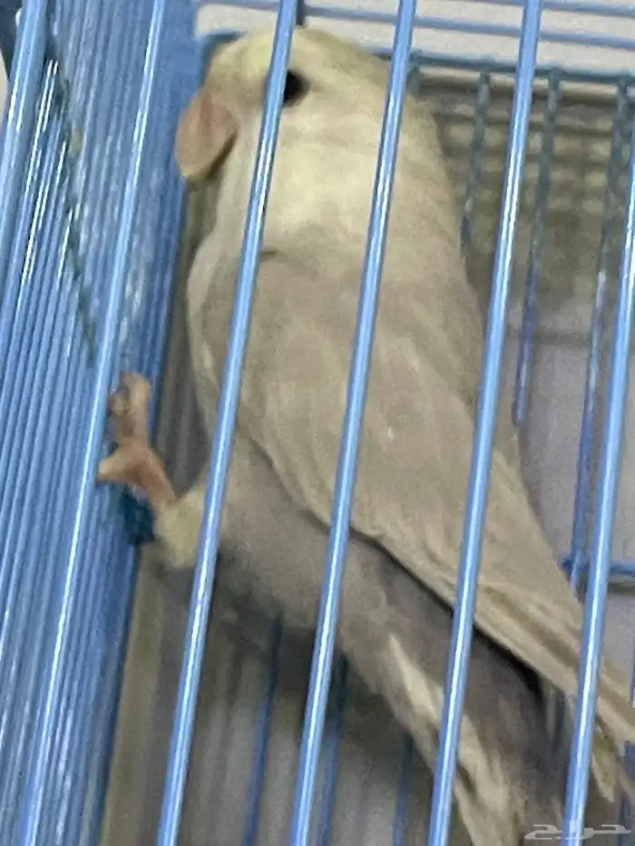 للبيع روز صحة ونظافة انتاج البلد وعلبة حجل احتمال كبير انثة 1