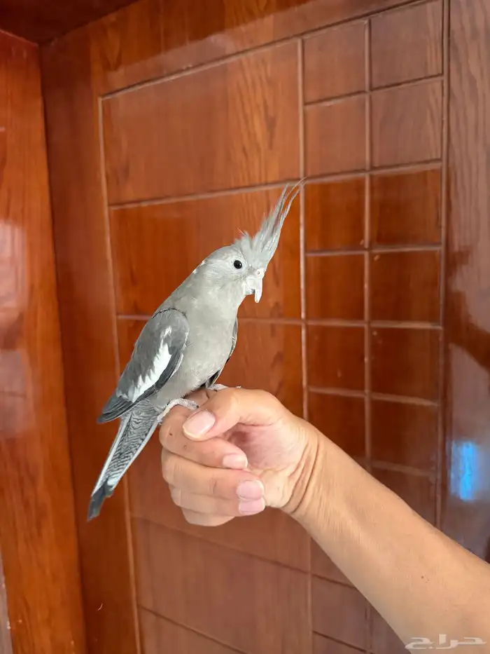 كروان اليف 1