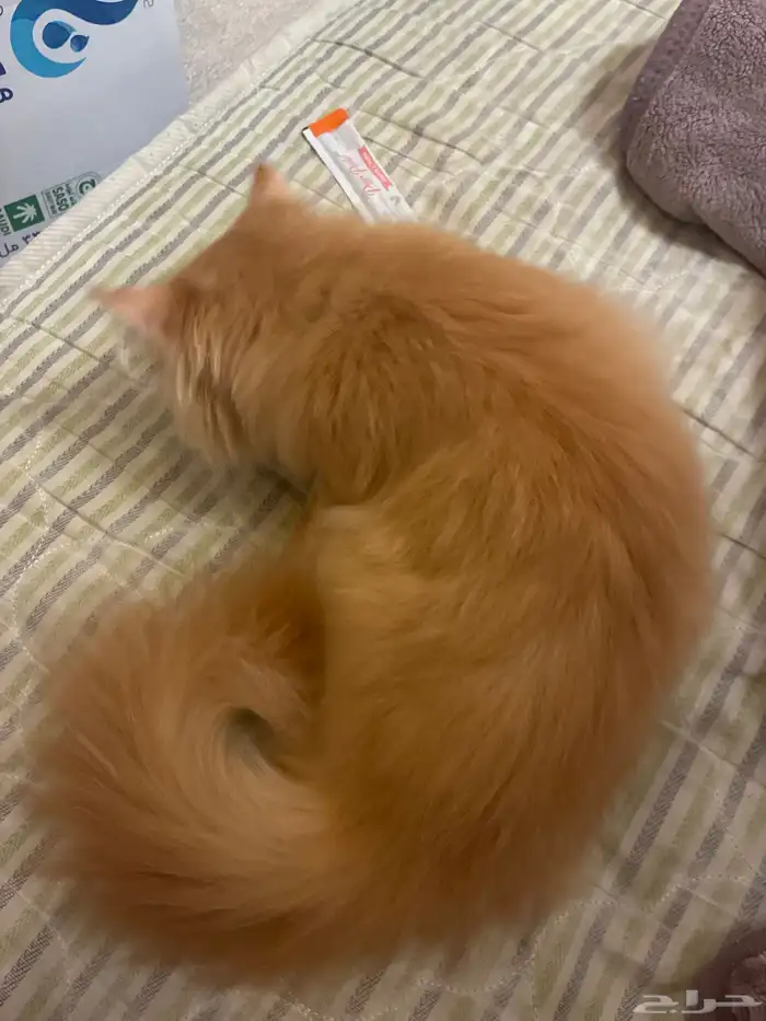 قط لبيع اكله ومكافاته واغراضه كاملة متعود التربوكس 1