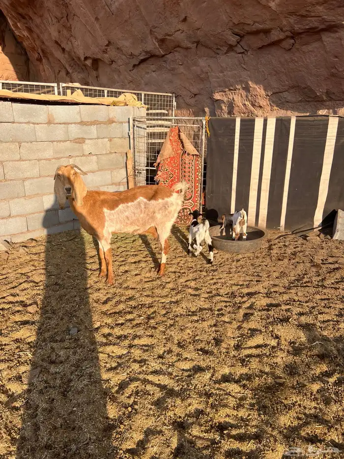 عنز تحتها توم طيبه 0