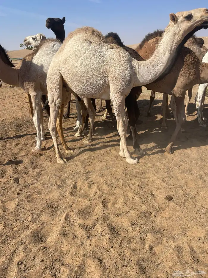 قعدان للمناسبات كفو التواصل خاص 7