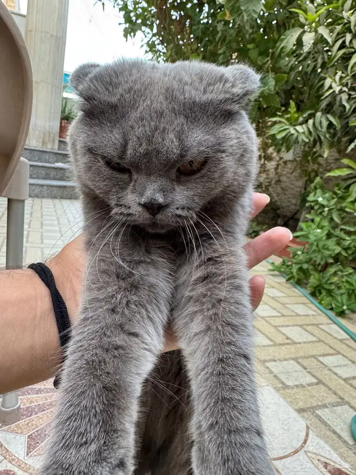 قط سنور قطو أسكتلندي 0