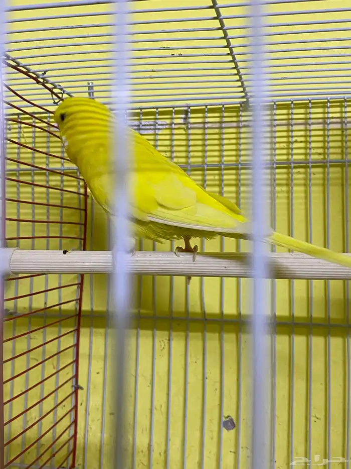 للبيع حب أنثى مخلوطه إنجليزي مع هولندي السعر 30 3