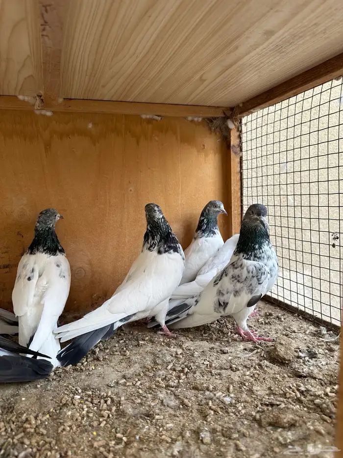 حمام باكستاني 11