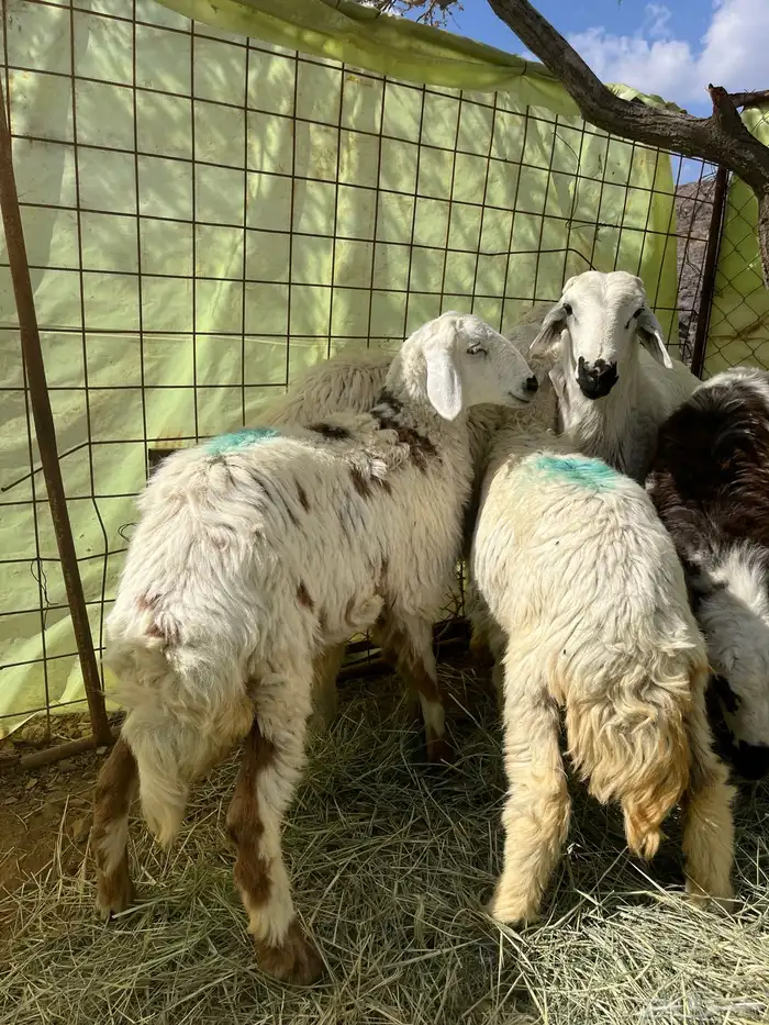 طليان ورحال للبيع 1