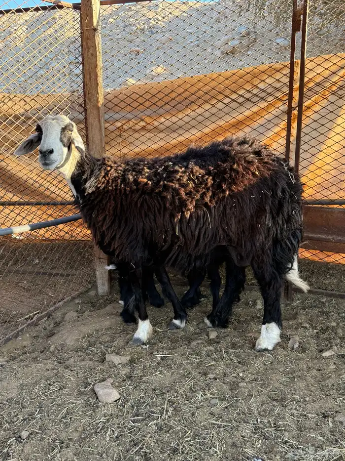 نعجه نجديه والد 1