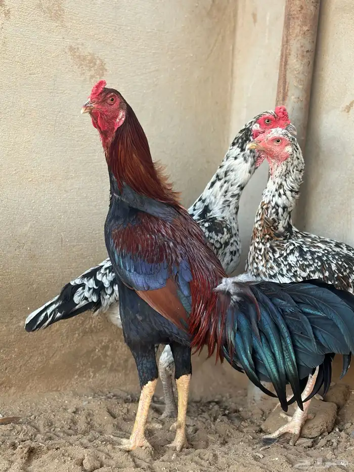 دجاج سندي من حلال العم غبشان 5