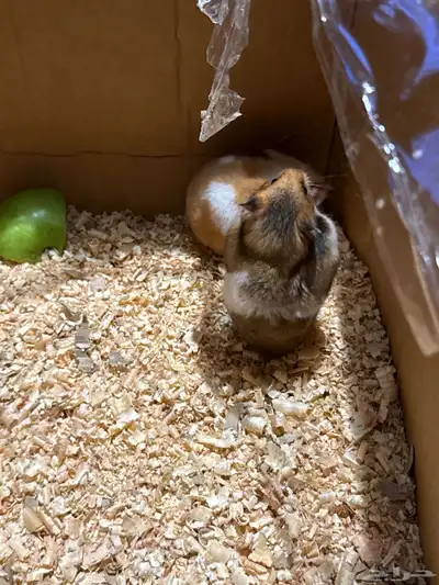 همستر سوري نضيف جدا ومربى index