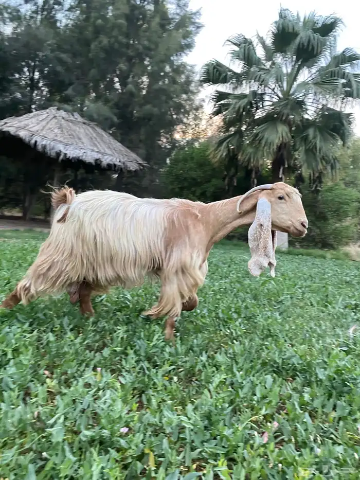 عنز عارضية صفراء خصم صنف 1