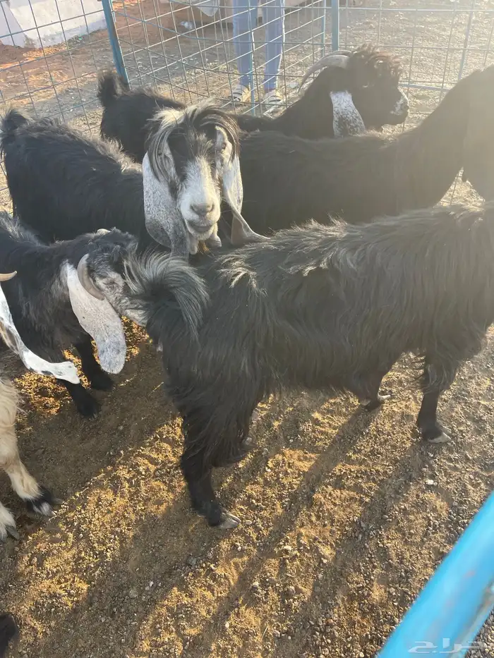 معزاء عدد 9 2