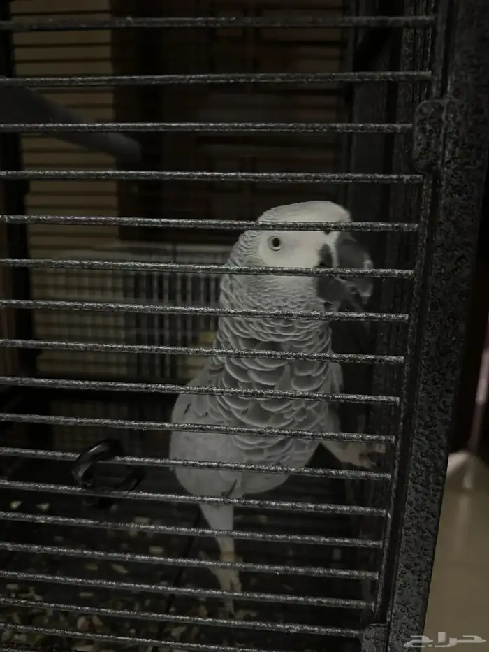 ببغاء 3