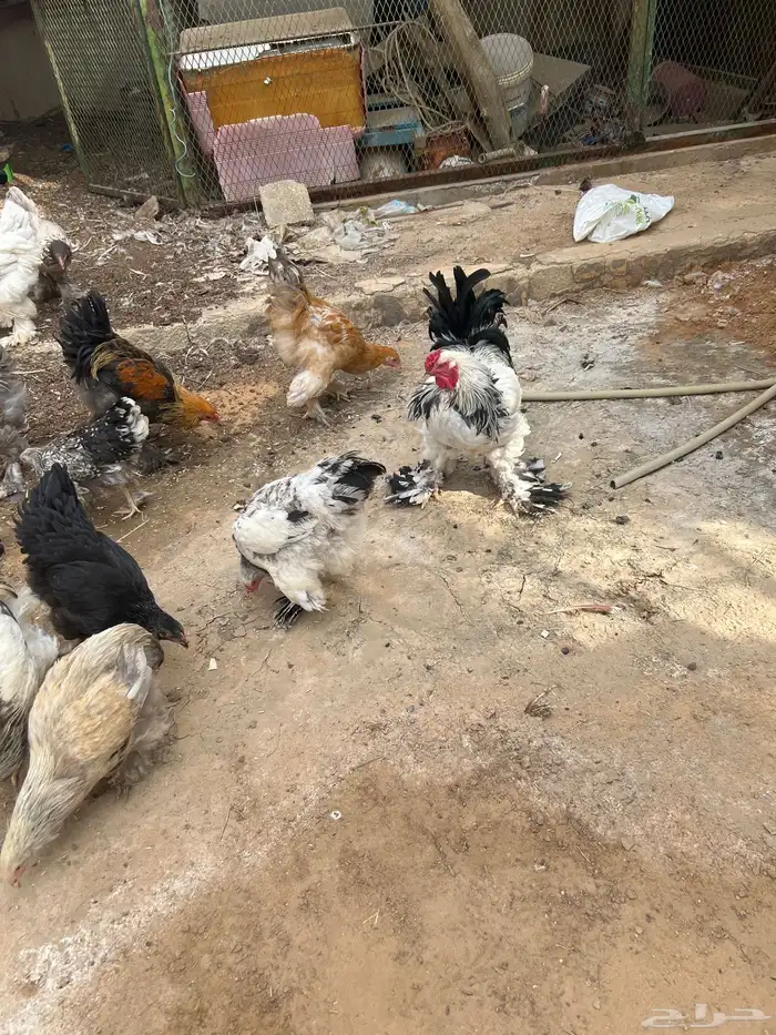 دجاج براهما 3