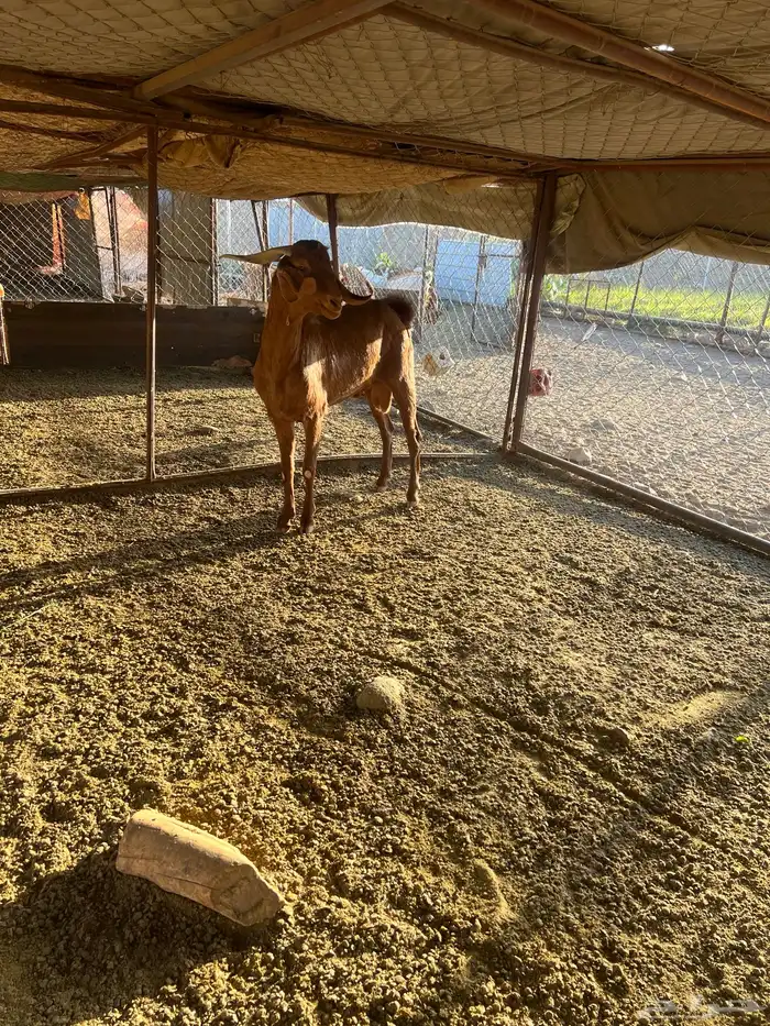 فحل رباع ادهم 2