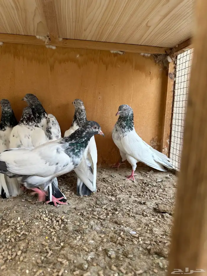 حمام باكستاني 10