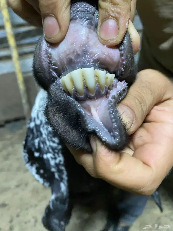 البيع عنز عرضي 4