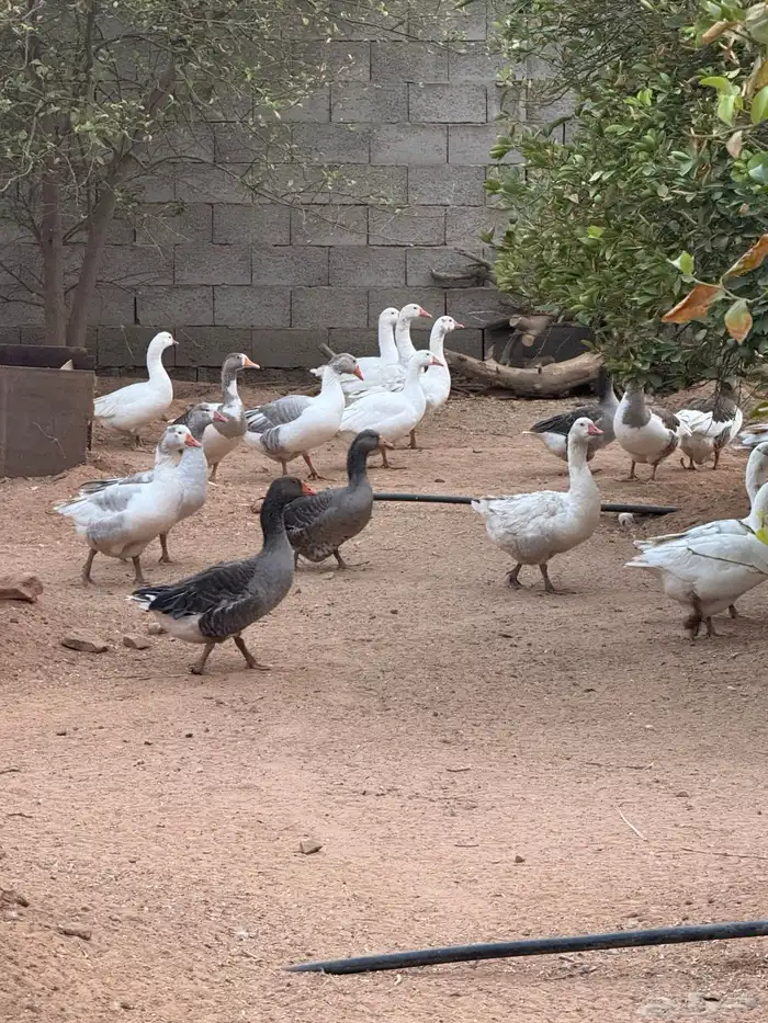 وز عراقي وبلدي 2