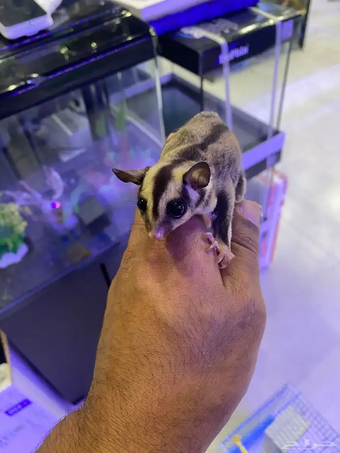 سنجاب الطائر اليفه 0