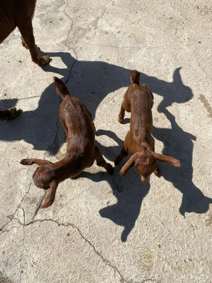 للبيع مع صغارها اعمارهم اسبوع 2