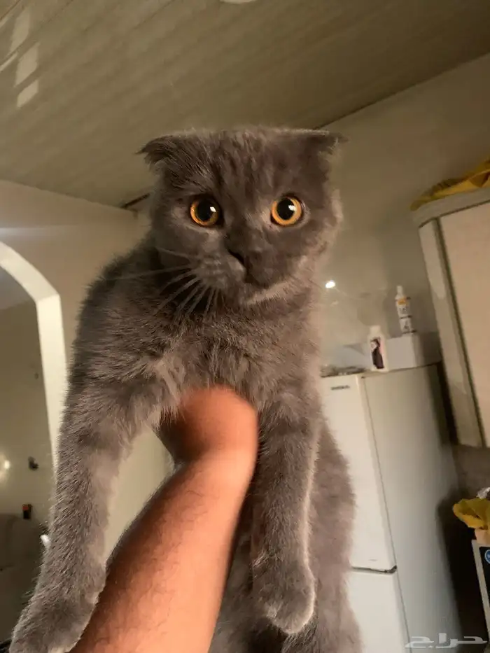 قطة سكوتش فولد 0