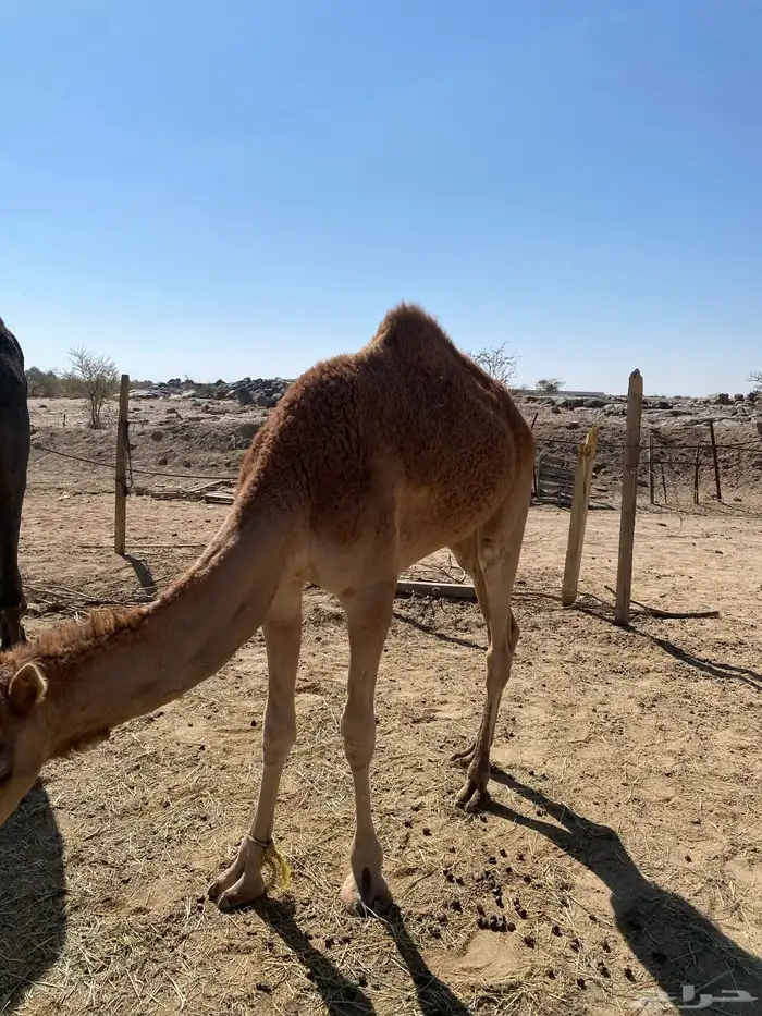 ما شاء الله تبارك الله قعود 3