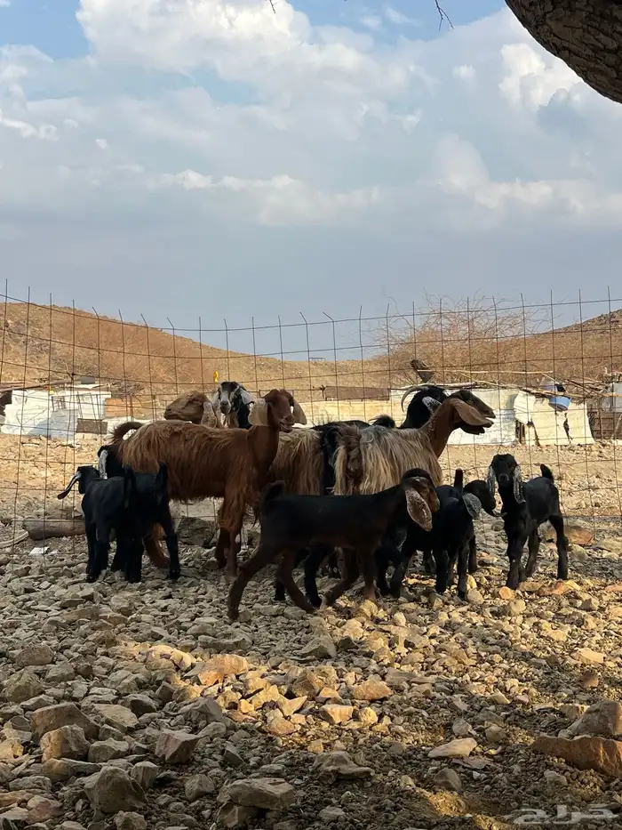 معزا مولده 5