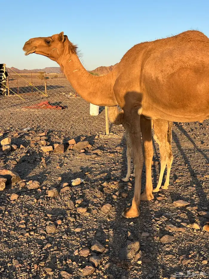 بكار لقحات وخلفات من 5800 يبلاش مراح واحد 6