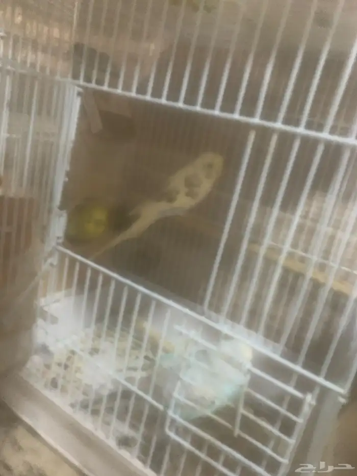 عصافير باجي جوز 1