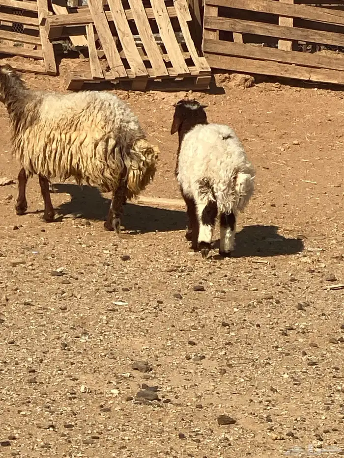 نعاج نعيم و2 نجد مولد منها 4 والباقي مضاريع 0