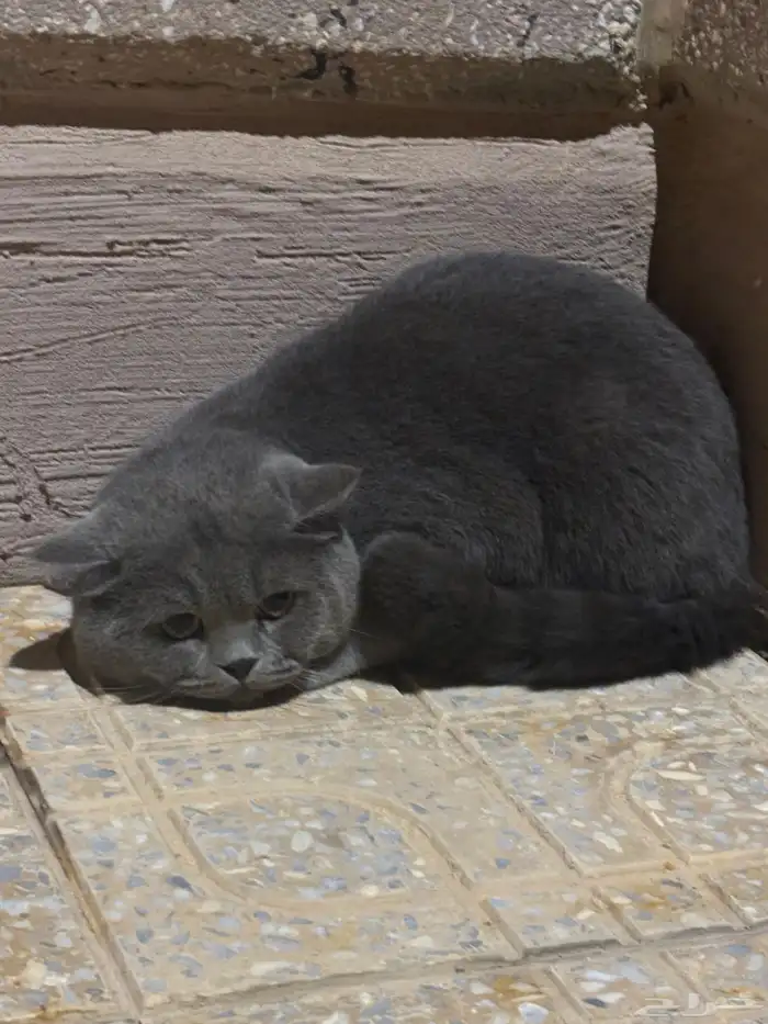 قطط ذكر و 2 انثى للتبني كلهم 0