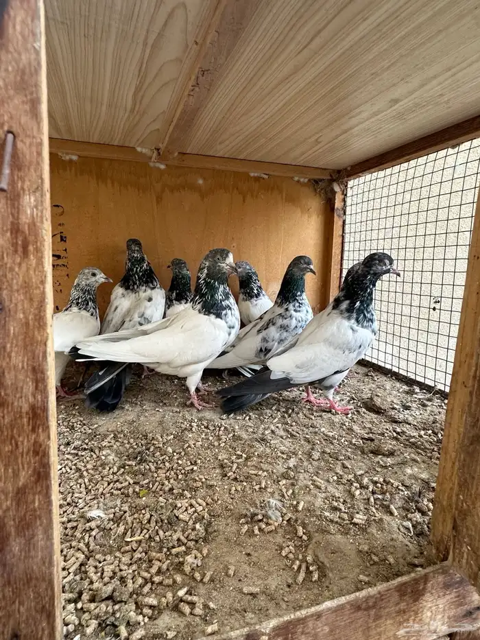 حمام باكستاني 13