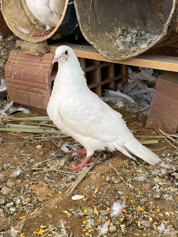 حمام للبيع 0