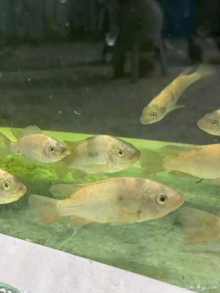 سمك سيكلد افريقي 3