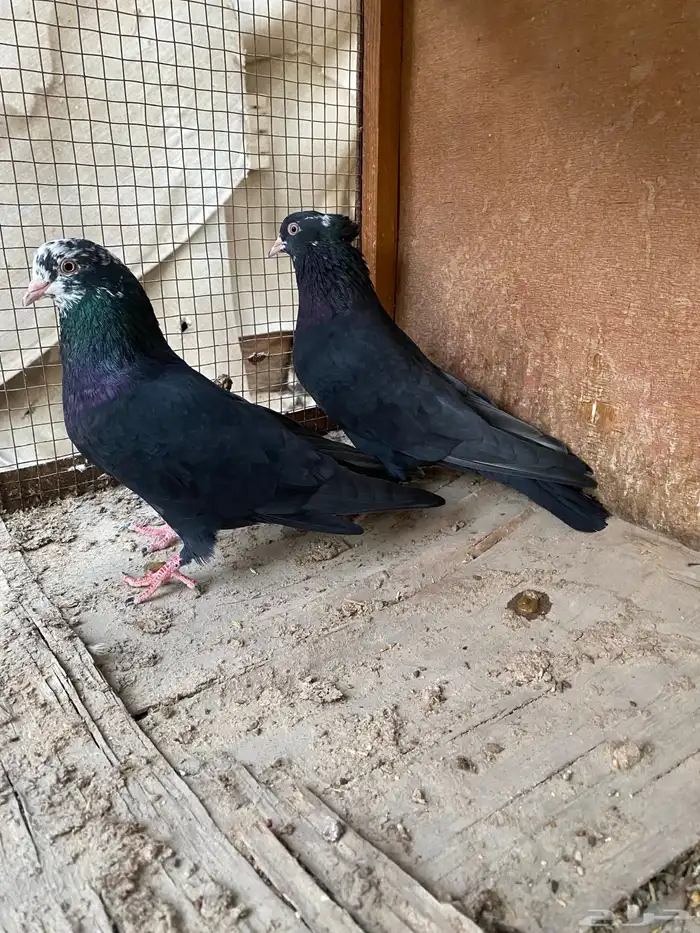 حمام ايراني تشكيلي 0