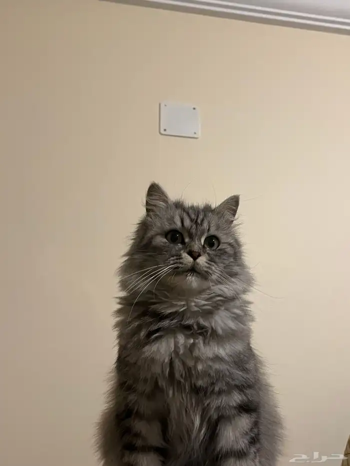 قطه شيرازيه 3