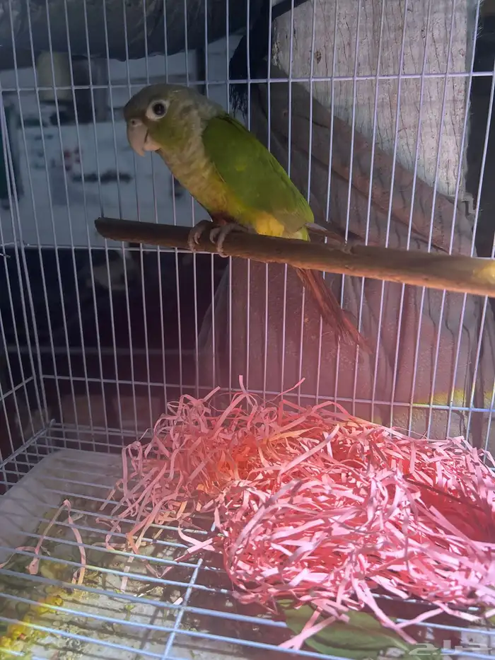 للبيع كنيور انثى 1