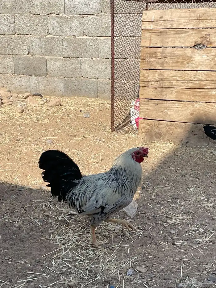 دجاج كفو للبيع 1