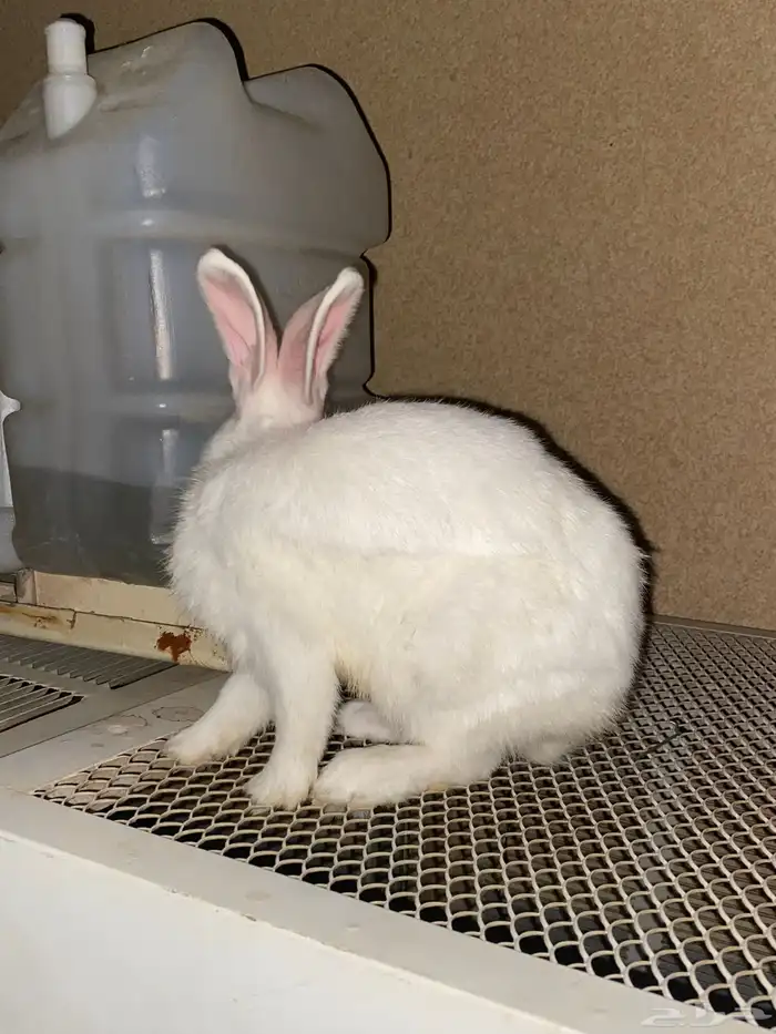 ارانب للبيع ذكر وانثى الصحه ممتازه 6