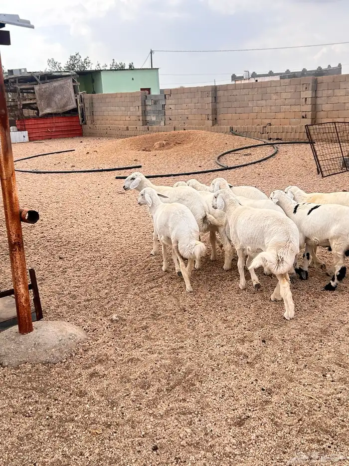 ذبائح حري للبيع 0