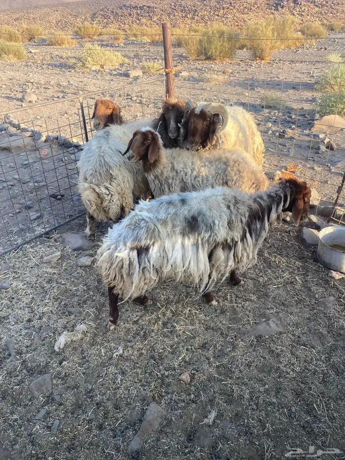 للبيع نعاج العد 5 سديس 2