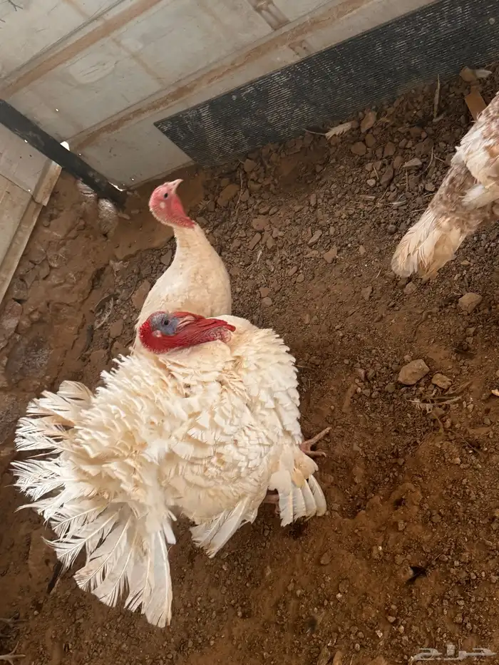 رومي و وز ودجاج بلدي 0