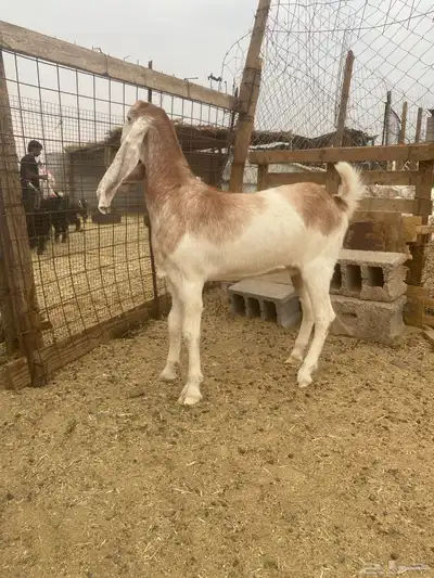 جفرة للبيع index