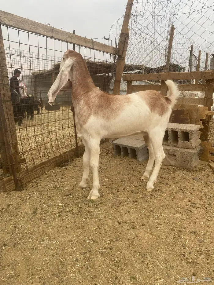 جفرة للبيع 3