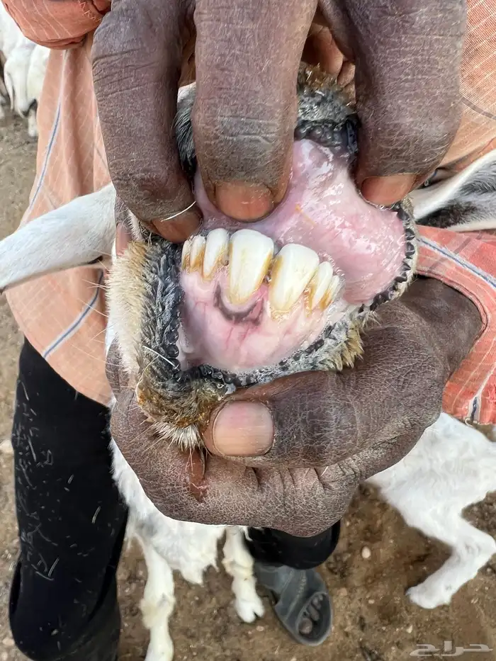 حريات وليد ودفيع 6