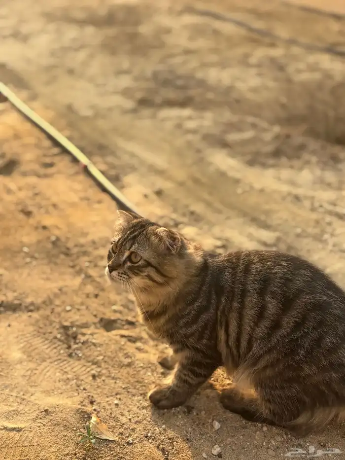 قطط ذكر و 2 انثى للتبني كلهم 2