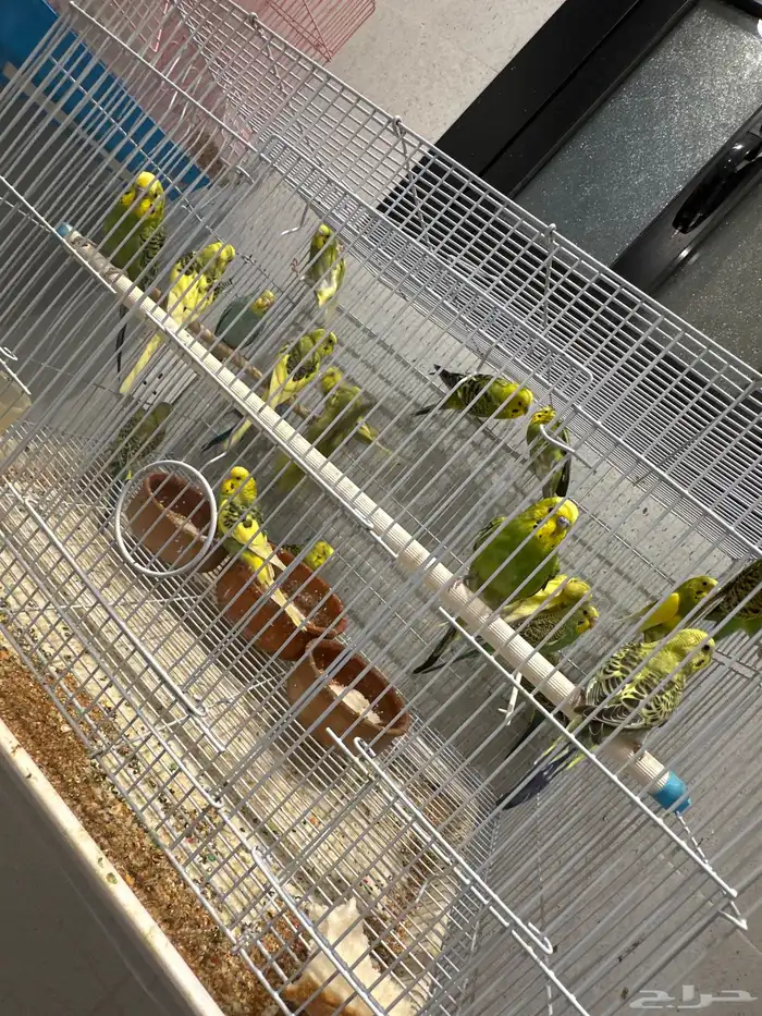 طيور بادجي 0