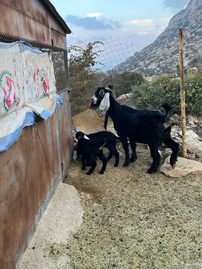 عنز عارضيه للبيع 4