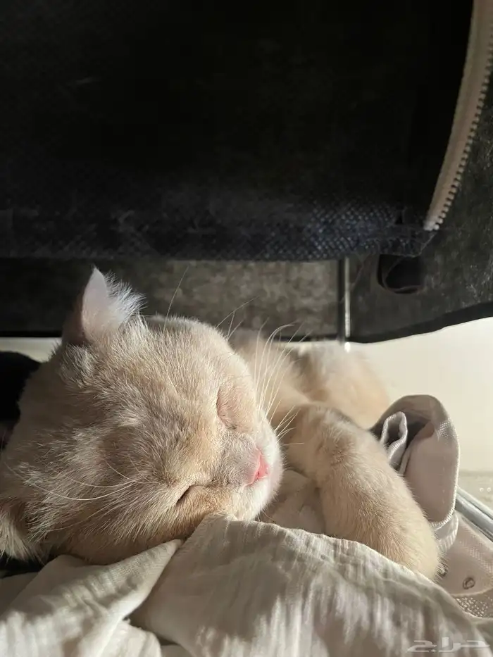 قط ذكر طالب تزاوج 1