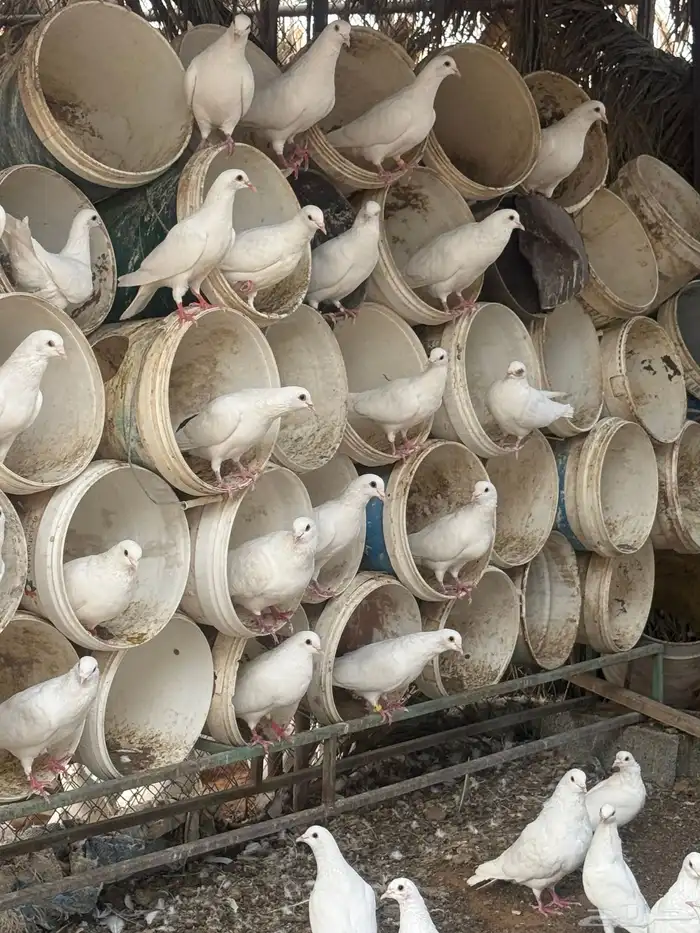 حمام فرنسي   سلفر 2